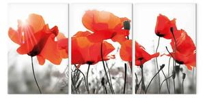 Quadro moderno Prato papaveri (3 pezzi) - fiori romantici grigi natura