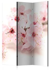 Paravento separè Fiore di ciliegio - pianta orientale rosa su sfondo bianco in tema Zen