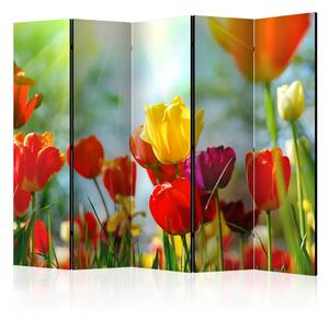 Paravento separè Tulipani primaverili II - campo di tulipani primaverili