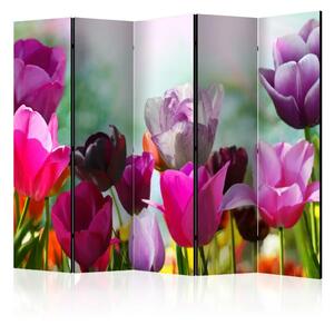 Paravento Bellissimi Tulipani II - fiori primaverili su prato