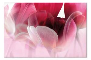 Quadro moderno Natura: Tulipani rosa