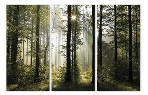 Quadro moderno Natura: Mattina nel bosco - paesaggio estivo, bagliore solare