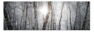 Quadro su tela Foresta invernale - paesaggio di alberi bianchi in inverno