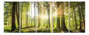 Quadro moderno Splendore del verde (5 parti) - alba tra la natura boschiva