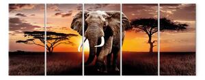 Quadro Elefante africano (5 parti) - animale al tramonto africano