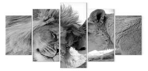 Quadro su tela Amore leonino (5 pezzi) - composizione in bianco e nero