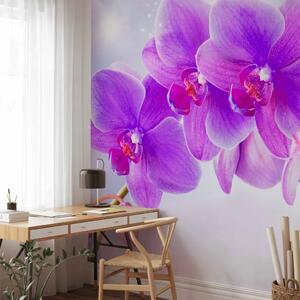 Carta da parati moderna Orchidee viola - motivo floreale con effetto di luce