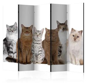 Paravento separè Gatti carini II - animali bianchi e beige su sfondo bianco uniforme