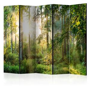 Paravento design Natura selvaggia II - paesaggio di foresta con raggi solari