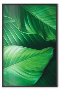 Poster: Verde splendente - foglie tropicali nella giungla esotica