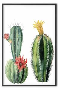 Poster: Cactus - due piante tropicali fiorite su sfondo bianco