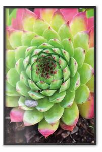 Poster: Succulenta - composizione botanica in foglie tropicali verde-rosa