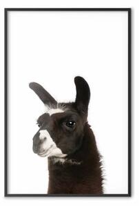 Poster: Lama - bambino con animale bianco-nero