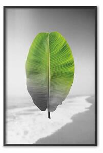 Poster: Foglia di banano - pianta tropicale verde su paesaggio grigio
