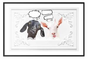 Poster: Capre divertenti - composizione umoristica con animale bianco e nero