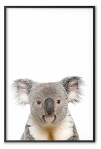 Poster: Koala - bambino con mammifero australiano grigio-bianco