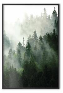 Poster: Foresta di conifere - alberi verdi nella densa nebbia
