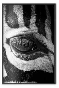 Poster: Occhio zebra - primo piano motivo animale in B/N