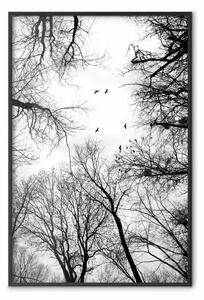 Poster: Volo invernale - uccelli tra cime alberi in B/N