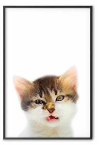 Poster: Gatto infastidito - espressione buffa in B/N