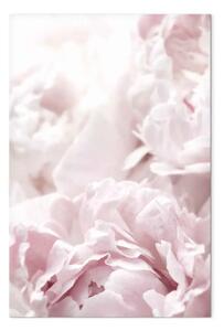 Quadro Bellezza della natura - fiori di peonia in tonalità di rosa