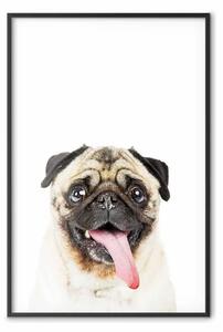 Poster: Carlino - cane sorridente su sfondo bianco