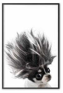 Poster: Chihuahua - cagnolino con capelli fluenti su sfondo bianco