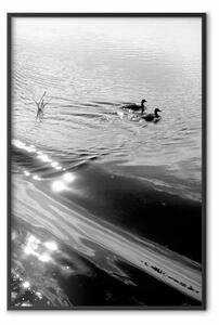 Poster: Anatre - paesaggio con uccelli acquatici su lago
