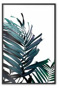 Poster: Foglie di smeraldo - sfondo bianco e palma tropicale verde