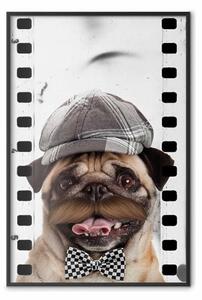Poster: Carlino con cappello - cane con papillon bianco e nero