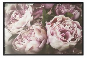 Poster: Peonie rosa: una composizione vegetale con fiori dai colori pastello
