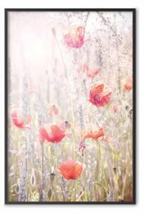 Poster: Prato estivo - papaveri rossi tra fiori colorati