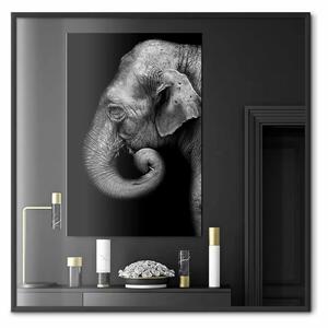 Poster: Ritratto di elefante - animale africano in bianco e nero