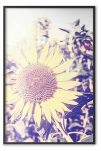 Poster: Girasole - composizione estiva con fiori gialli