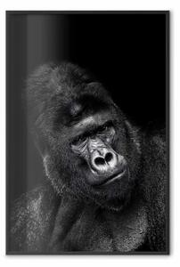 Poster: Gorilla di montagna - ritratto di scimmia africana