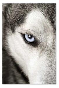Quadro su tela Sguardo di cane verticale