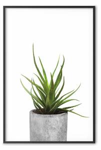 Poster: Haworsia - pianta verde in vaso di cemento
