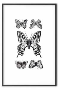 Poster: Cinque farfalle - composizione bianco e nero