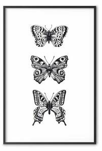 Poster: Tre farfalle diverse: composizione bianco e nero