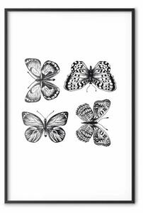 Poster: Quattro farfalle: composizione bianco e nero