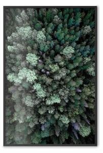 Poster: Volo sopra la foresta - composizione con conifere viste dall'alto