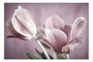 Quadro su tela Natura dei tulipani - tulipano rosa in visione primaverile