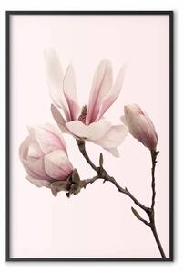 Poster: Fiori che sbocciano: magnolie rosa su sfondo pastello