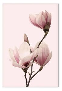 Quadro su tela Respiro di primavera - magnolia rosa in natura