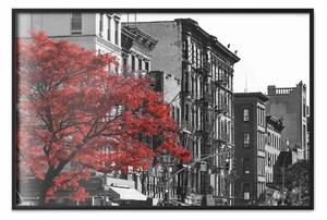 Poster: Autunno a New York - paesaggio urbano con albero rosso