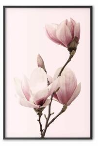 Poster: Fiori stagionali: magnolie rosa chiaro su sfondo pastello