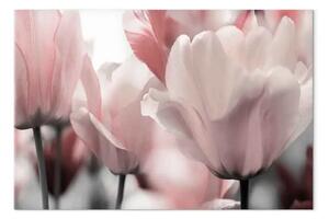 Quadro contemporaneo Petali primaverili - tulipano rosa in natura