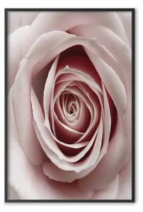 Poster: Rosa pastello - una composizione con un fiore dai delicati petali rosa