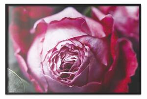 Poster: Geometria della rosa: petali dai colori intensi