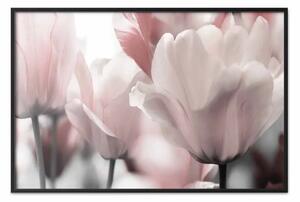 Poster: Tulipani favolosi: composizione fiori rosa